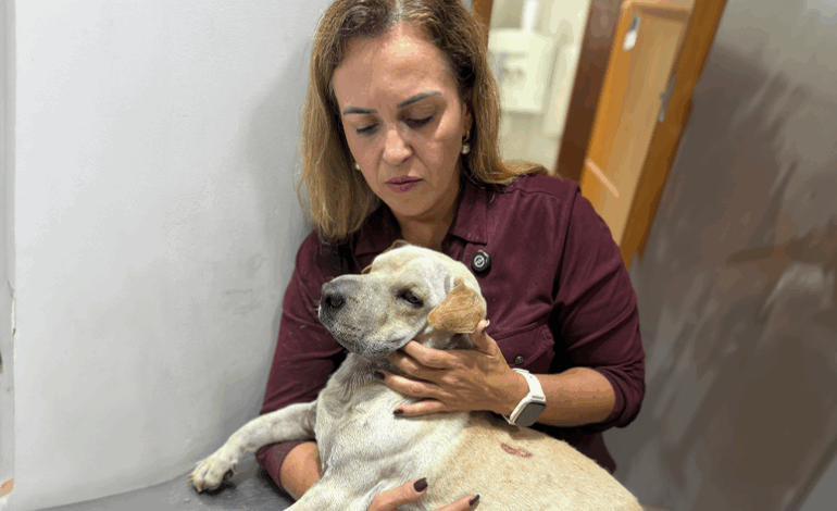 Cão é atropelado propositalmente na Serra e caso gera comoção e revolta