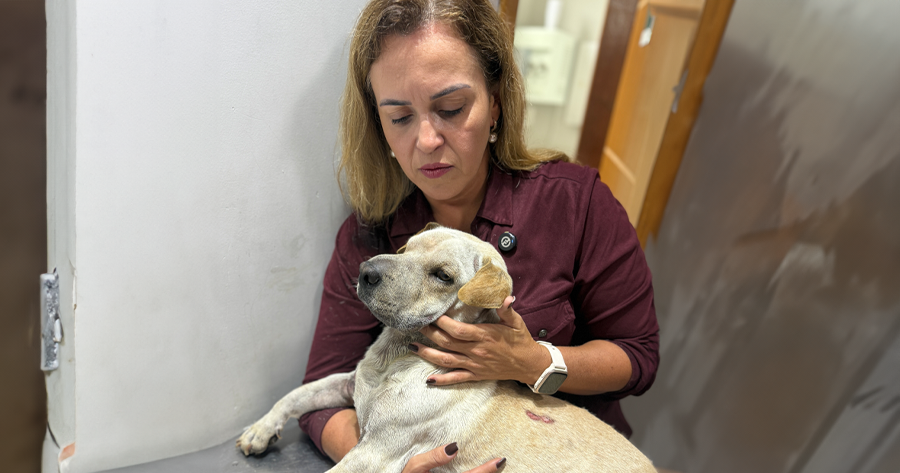 Cão é atropelado propositalmente na Serra e caso gera comoção e revolta
