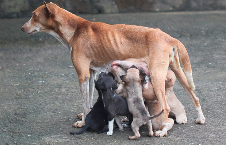 Mundo PET: Serra vai castrar 2 mil cães e gatos gratuitamente